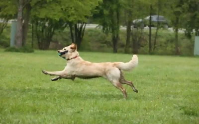 Ist der Hund zu groß?