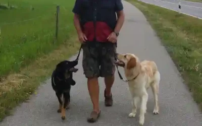 Der Hund, der Mensch und der Raum