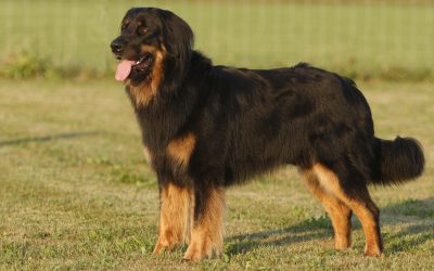 Woher kommt dein Hund?